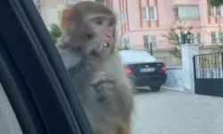 Burası ne Tayland ne de Endonezya! Çorum'da maymun alarmı. Genç kıza saldırıp...