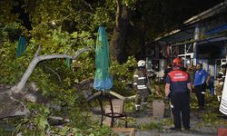 İzmir’de asırlık ağacın dalı kıraathaneye devrildi: 9 yaralı