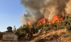 Muğla'daki yangınlar üreticiyi de vurdu