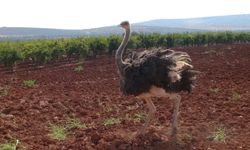 Görenler şoke oldu! Suriye'den kaçan devekuşu Akçabağlar Mahallesi'nde yakalandı