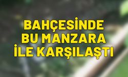 Bahçesine baktığında bu manzara ile karşılaştı. Dünyanın en korkutucu iki canlısı karşı karşıya geldi.