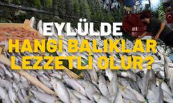 Eylülde hangi balıklar lezzetli olur? EYLÜL AYINDA YENECEK BALIKLAR.