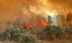 Bolu'da ormanlık alanda yangın! Havadan ve karadan müdahale ediliyor