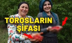 Torosların şifası. Özenle toplanılıyor kışın ise bir lokmada biriyor. Hasatı bir ay sürüyor