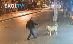 Sokak köpeğine silah çekti! Silah tutukluk yaptı, zavallı köpek ölümden döndü