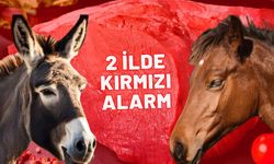 Kırmızı alarm! Bakanlık açıkladı: Özellikle bu 2 il en çok at ve eşek eti yemiş..