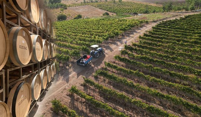 Napa Vadisi'ne rakip Türkiye'den! Çal Bağ Yolu cazibe merkezine dönüşüyor: 3 bin yıllık gelenek dünyaya açılıyor