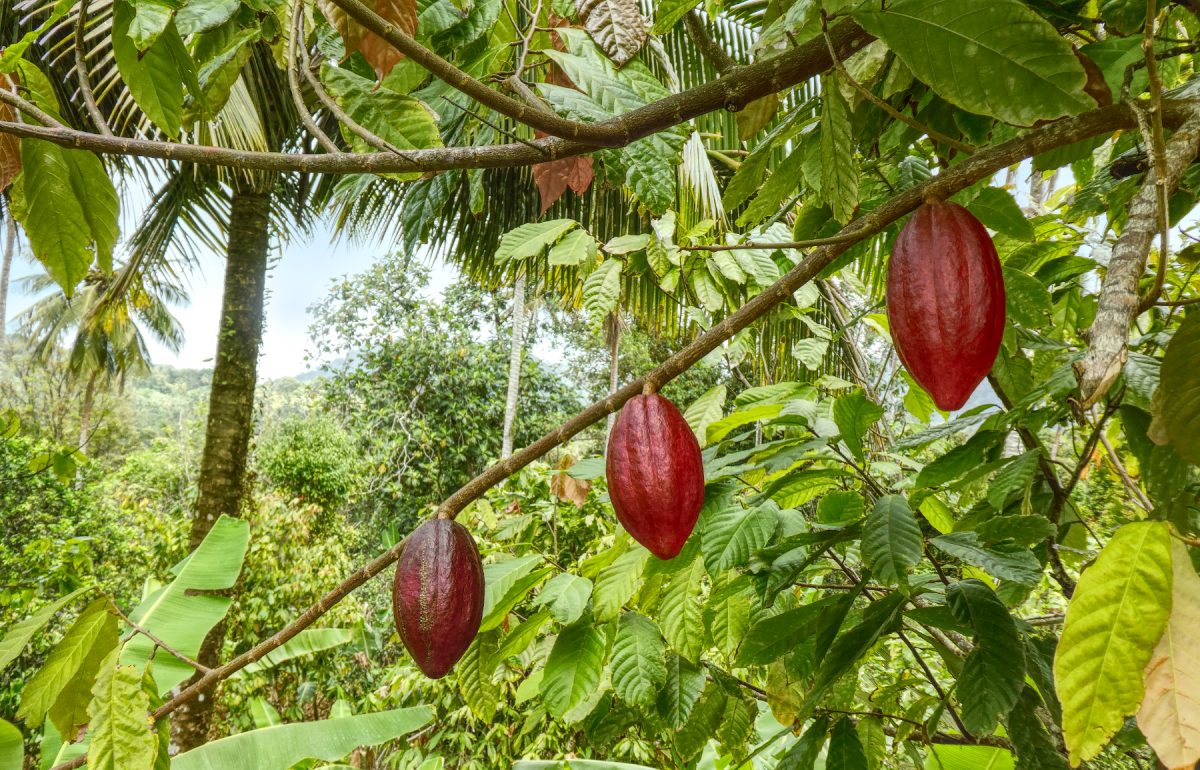 Three Cocoa Pods 1200X770