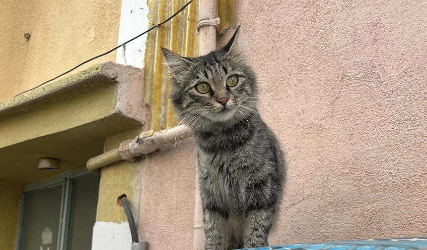 Kedi-1